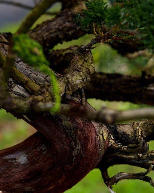 Close-up of a bonsai tree with a gnarled trunk and vibrant green leaves, showcasing the intricate details of its aged bark.
