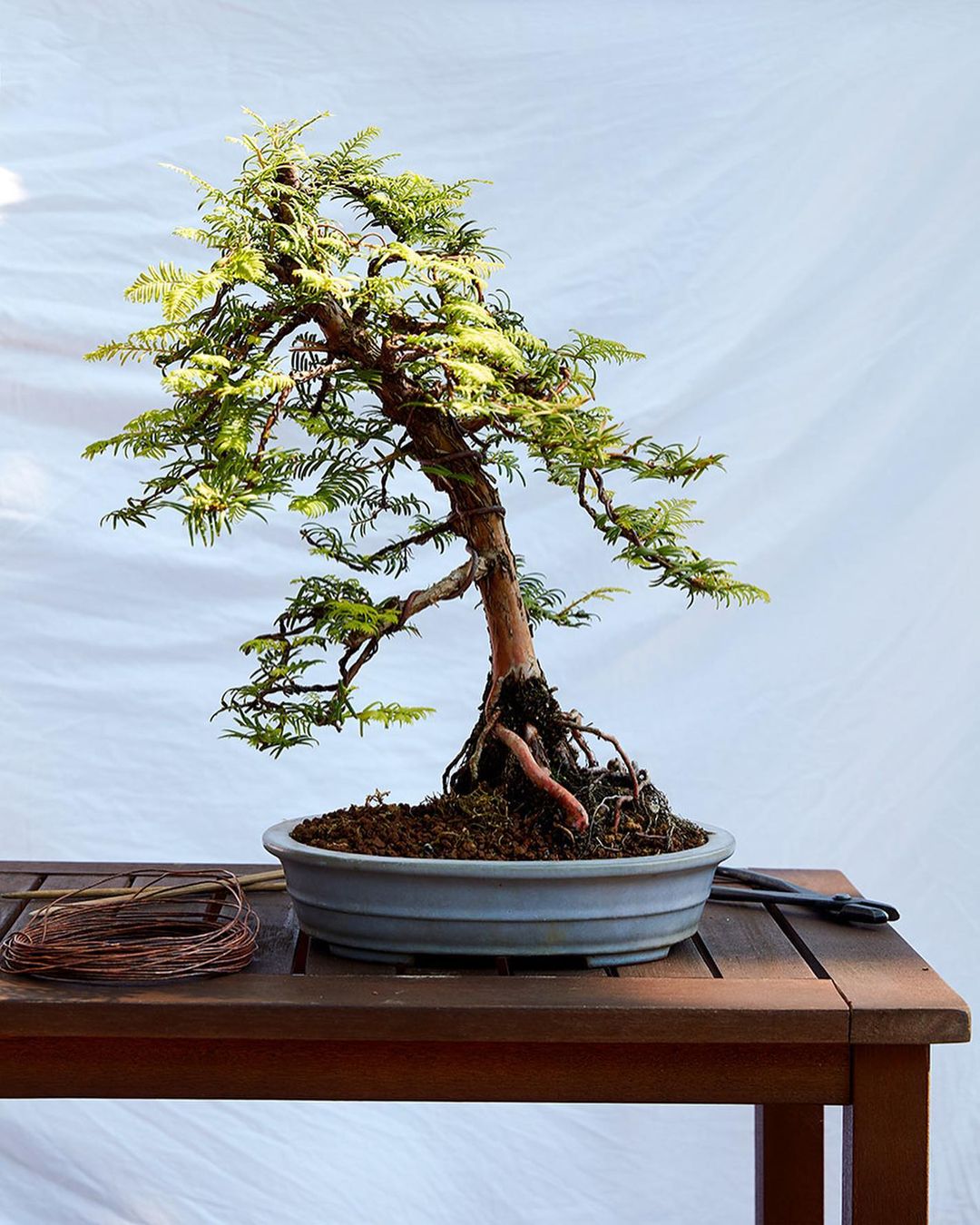 A bonsai tree in a pot on a wooden table with wire and trimming shears against a white background, showcasing detail and composition.