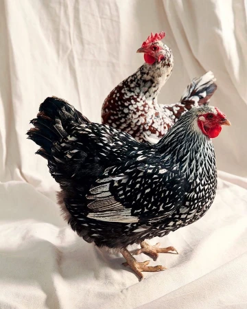 Two speckled chickens, one black and white, and one brown and white, stand on a white fabric background in a studio setting.