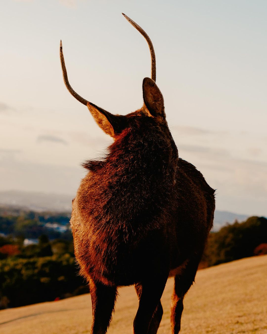 Rear view of a majestic deer with antlers standing on a grassy hill, bathed in warm light under a soft sky, looking towards the landscape.