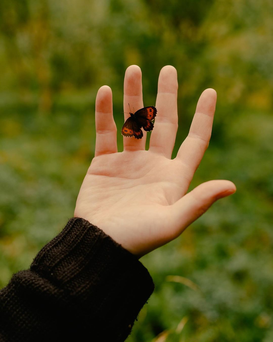 Close-up of an adult human hand with a brown-and-orange butterfly perched on a finger against a blurred natural green background.