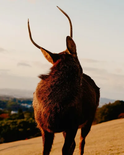 Rear view of a deer with antlers standing on a grassy slope against an overcast sky, captured by photographer Daniel Dorsa.