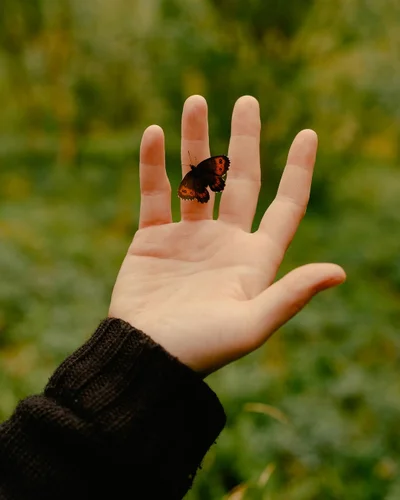 A small brown butterfly resting on the open palm of a person wearing a dark sweater against a blurred green background.