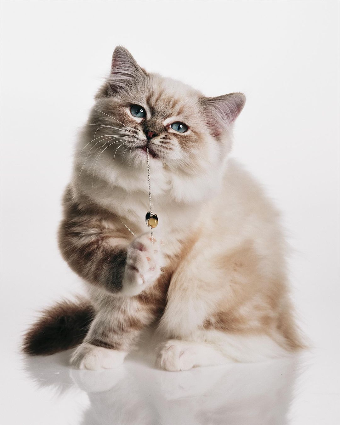Ragdoll cat with blue eyes and tan markings sitting up on a white background while playing with a gold string and bead toy.