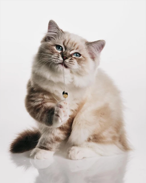 Ragdoll cat with blue eyes and tan markings sitting up on a white background while playing with a gold string and bead toy.