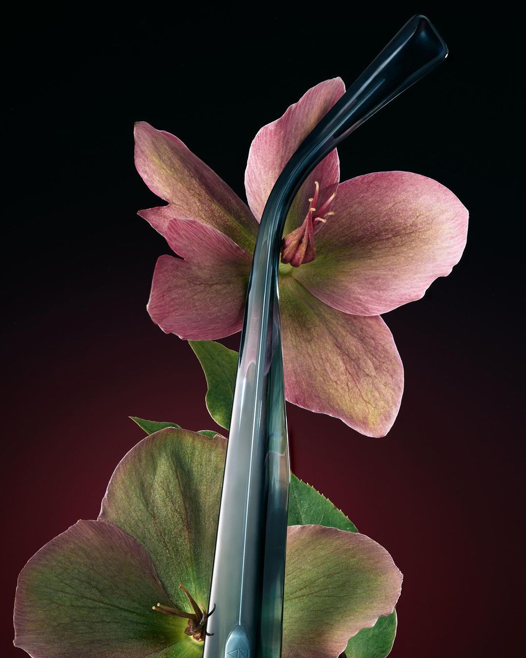 Still life image with pink hellebore flowers and a glass object against a gradient dark red and black background creating depth.