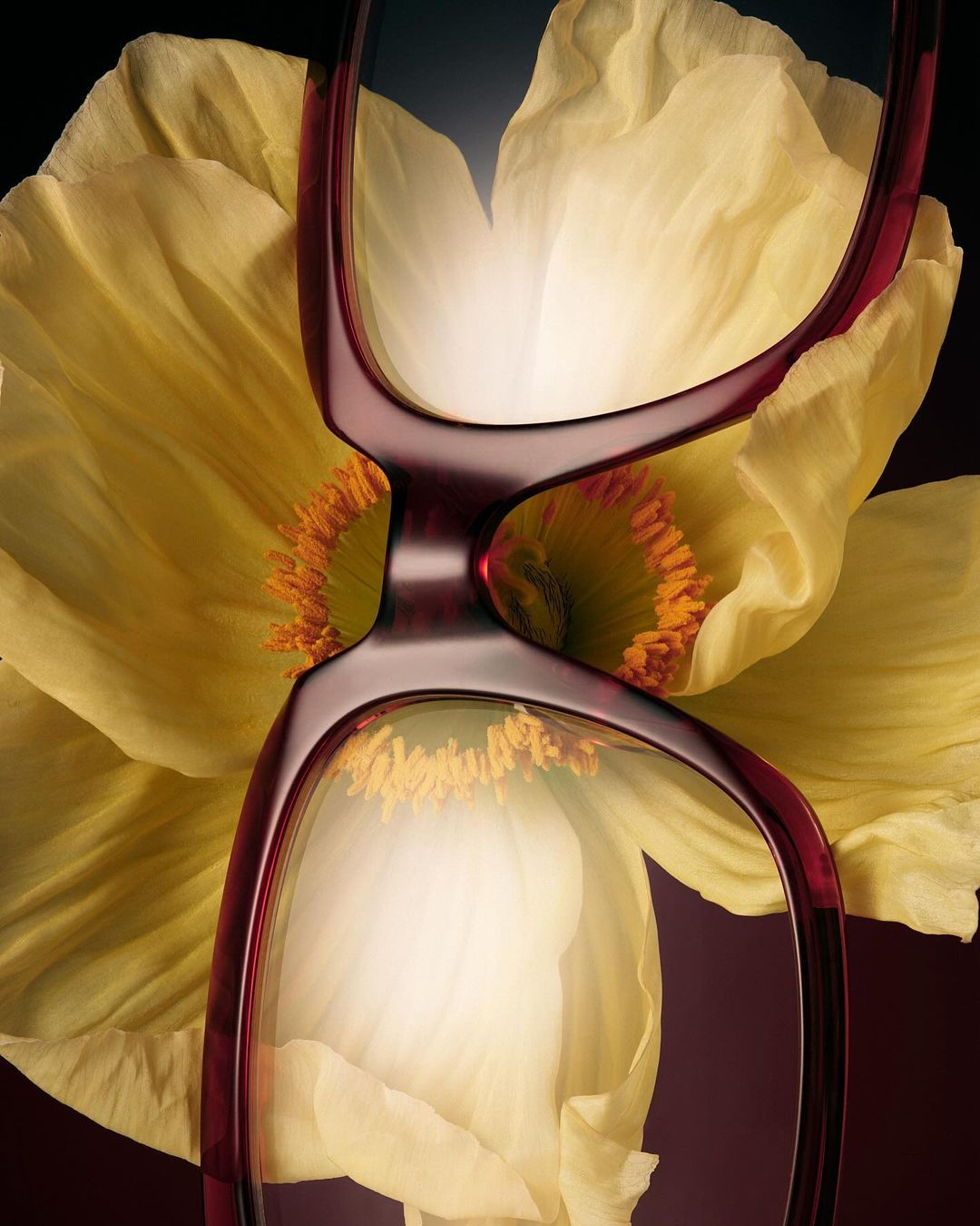Close-up shot of eyeglasses with red frames placed against a vibrant yellow flower, creating a visually appealing contrast and focus.
