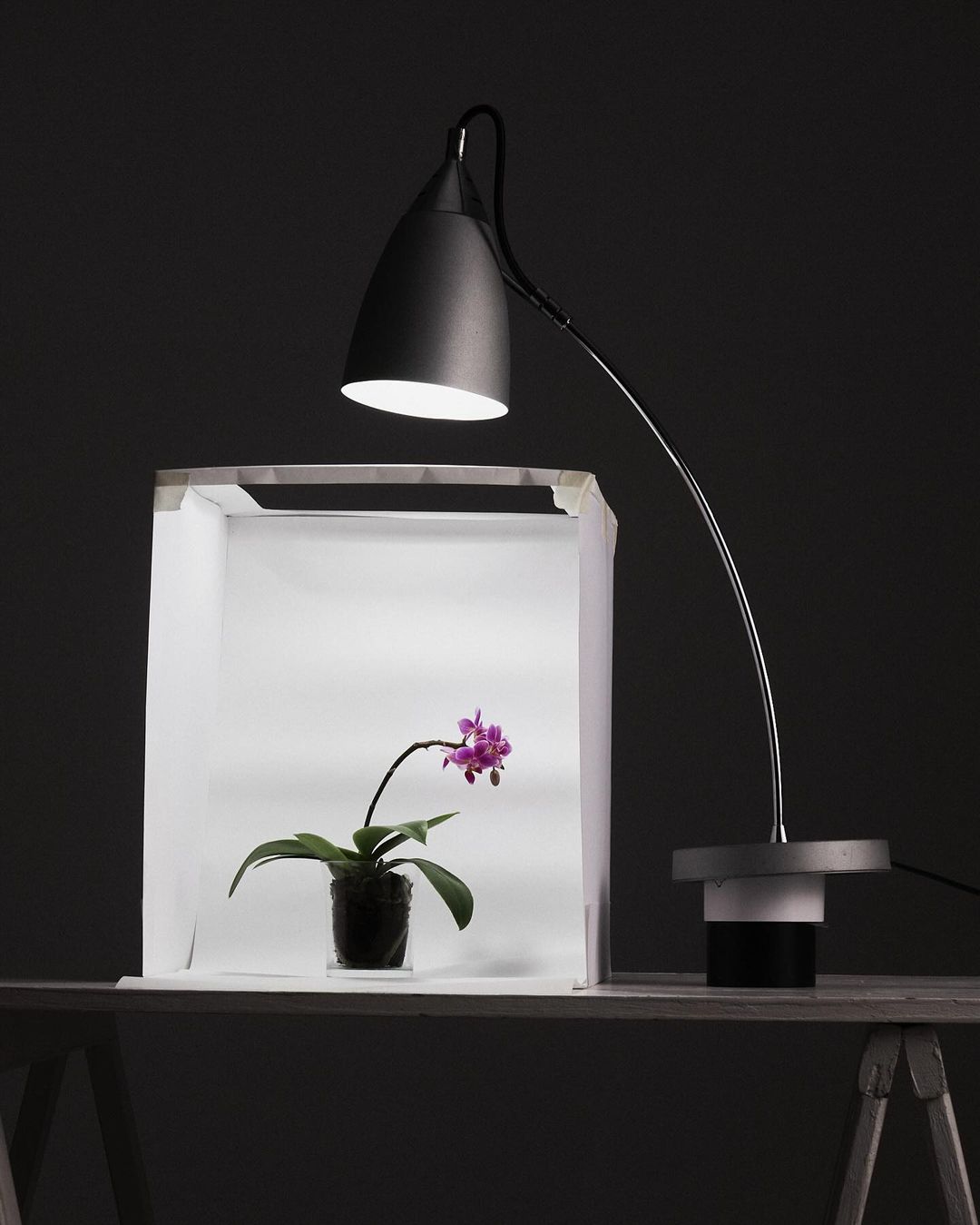 Close-up of a small purple orchid in a pot inside a light box, illuminated by an adjustable black lamp on a wooden surface.