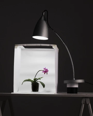 Close-up of a small purple orchid in a pot inside a light box, illuminated by an adjustable black lamp on a wooden surface.