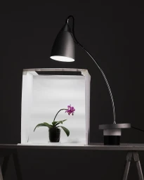 Small potted orchid inside a makeshift white light box with a curved desk lamp shining down, set on a grey wooden surface against a dark background.