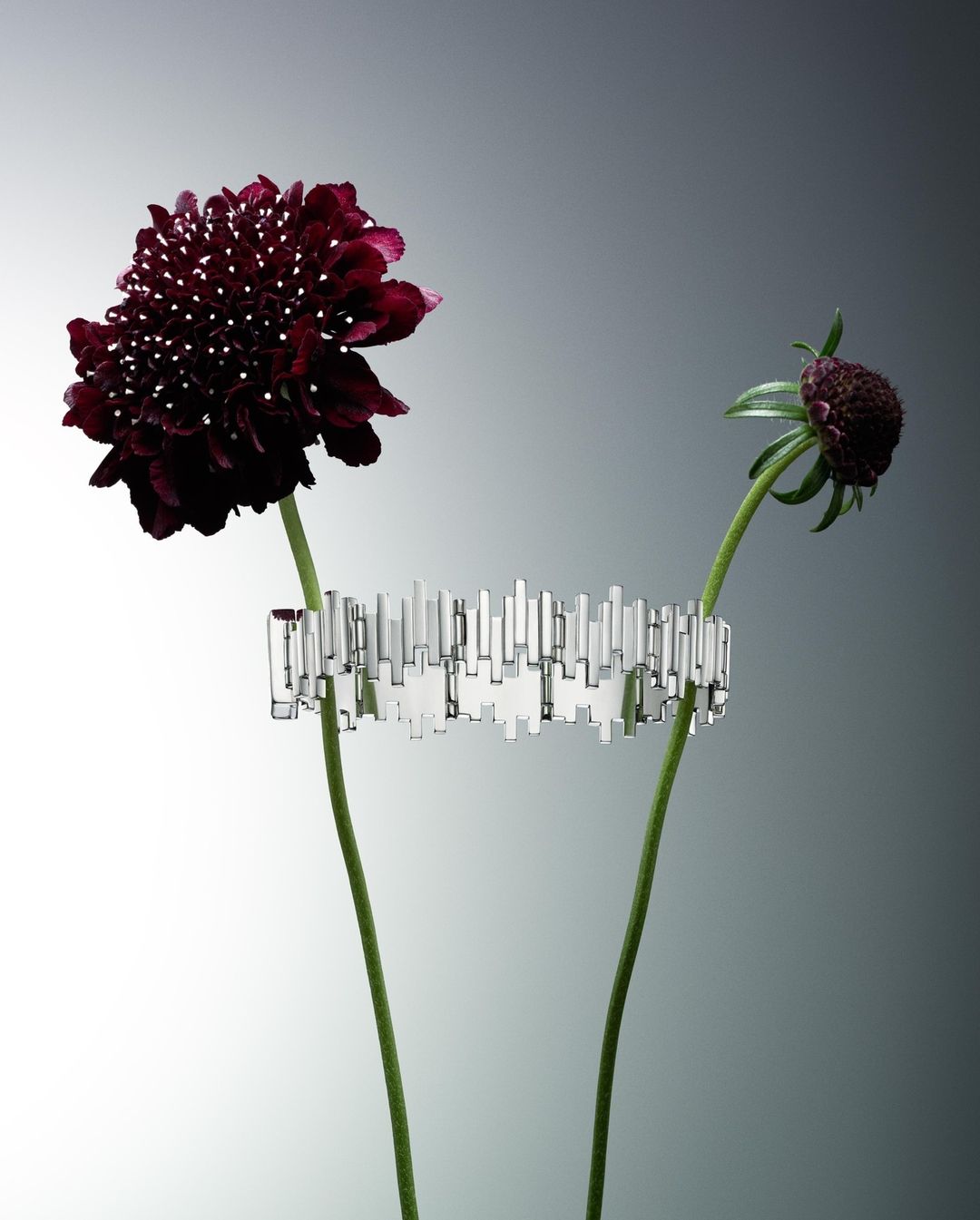 Still life of a silver abstract architectural bracelet design flanked by dark red scabiosa flowers on stems against a grey background.