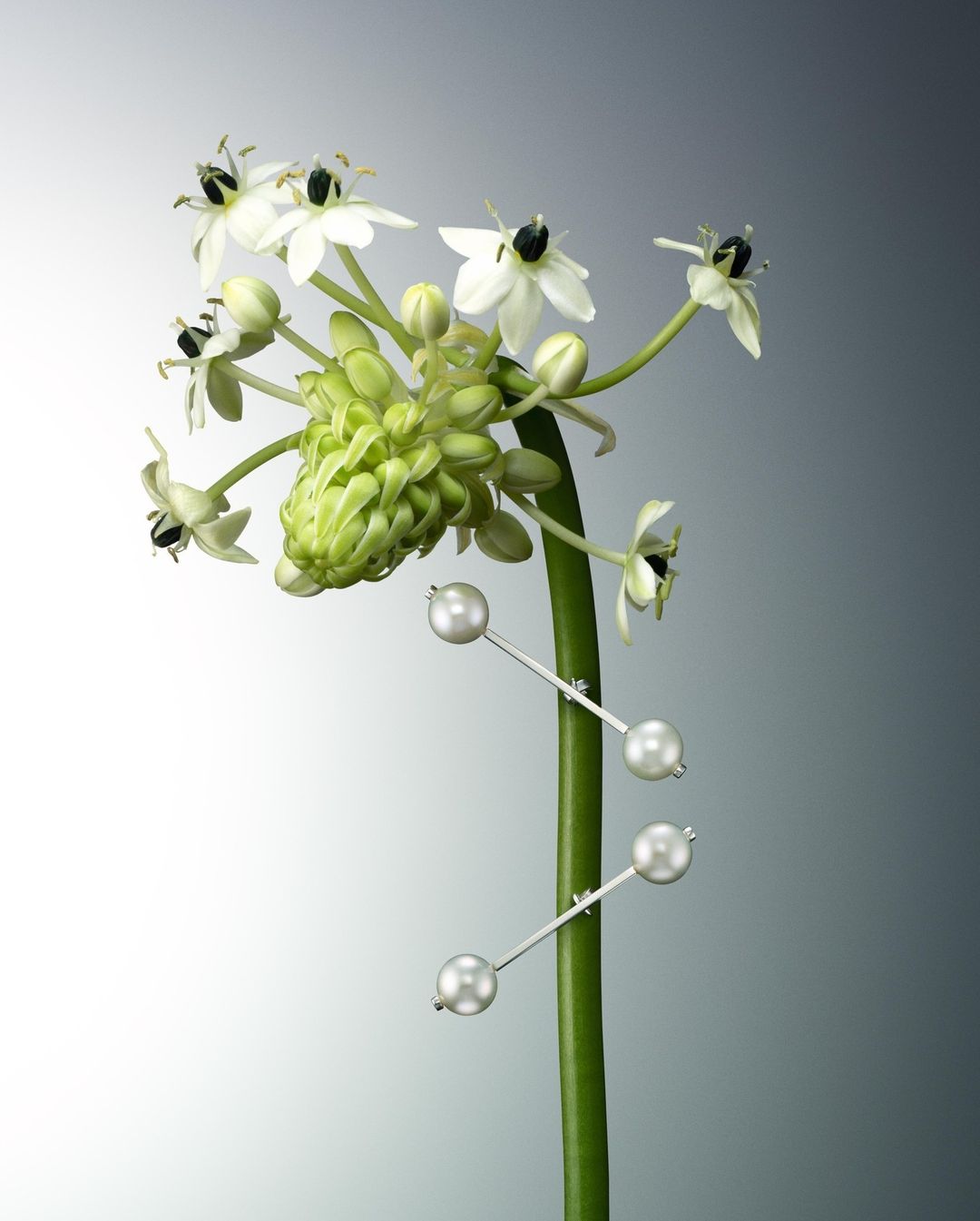 Close-up studio shot of a flower stem with white blossoms and spherical pearl earrings attached, set against a grey gradient background.