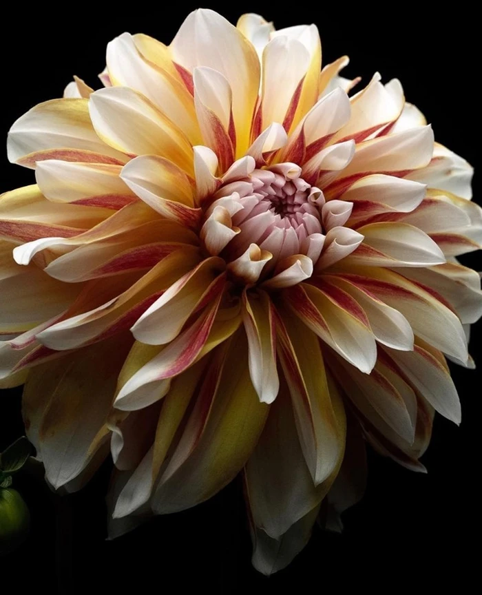 Close up macro photograph of a textured dahlia flower featuring white, yellow, and red variegated petals against a solid black background.