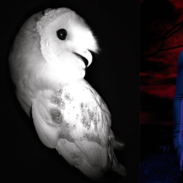 Split image: a white owl on the left with black background, and a person in a blue outfit with a red sky backdrop on the right.