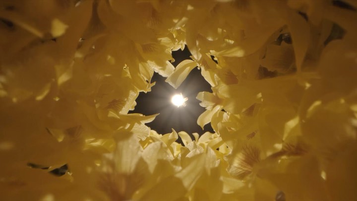 Close-up shot of yellow flower petals creating a circular frame around a bright light source, creating a dramatic contrast.