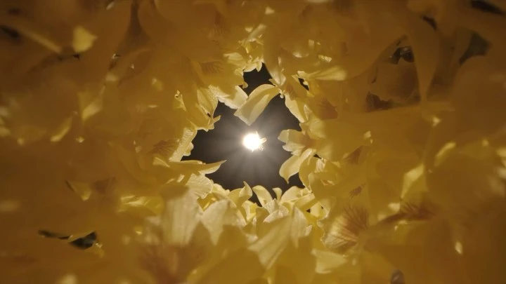 Close-up shot of yellow flower petals creating a circular frame around a bright light source, creating a dramatic contrast.