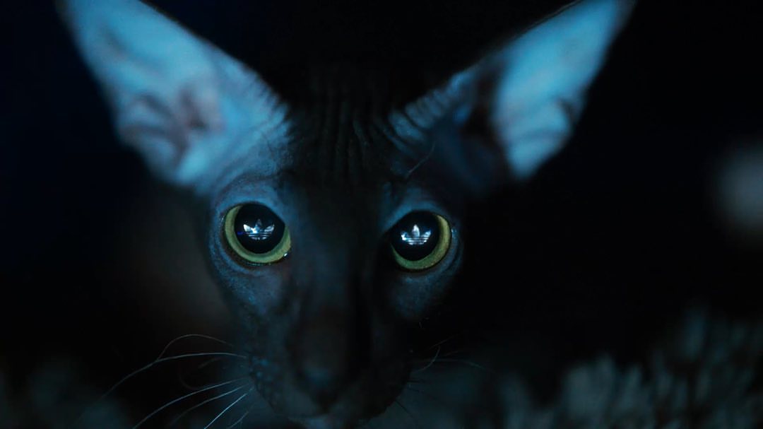 Close-up portrait of a black cat with striking yellow eyes. Reflections of the Adidas logo are visible in the cat's pupils.