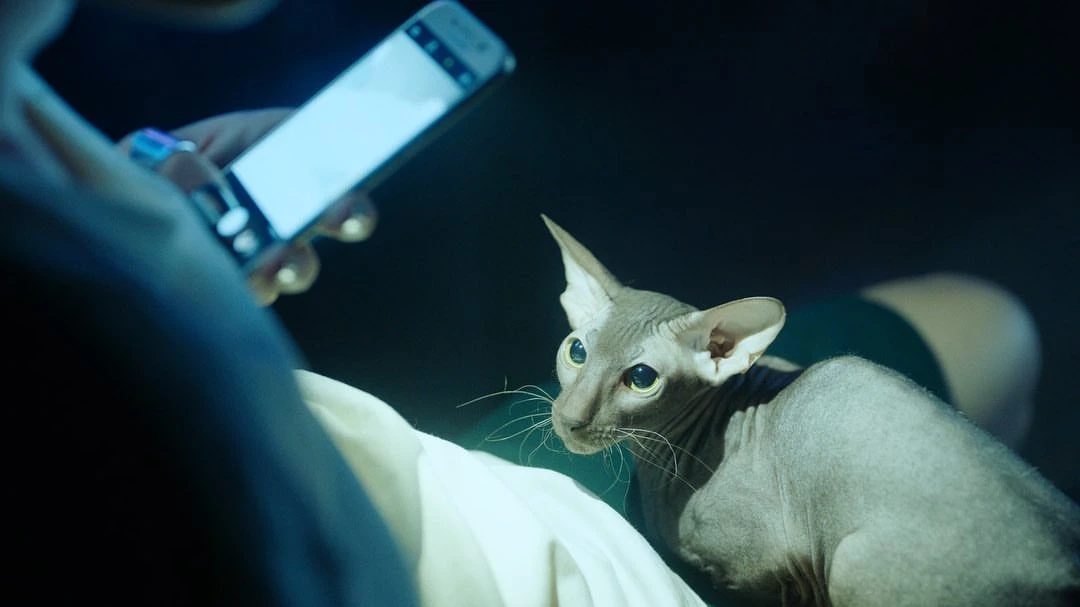 Close-up of a hairless Sphynx cat looking attentively next to a person's hand holding a smartphone against a dark background.