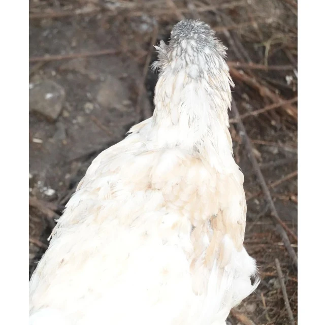 Back view of a white chicken with grey head feathers standing outside on dark ground with sticks.
