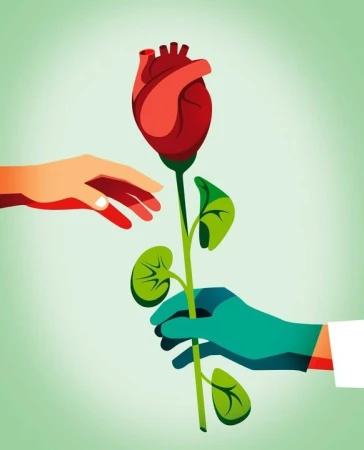 Illustration of a human heart depicted as a rose, being passed from one hand to another, symbolizing organ donation or transplant.