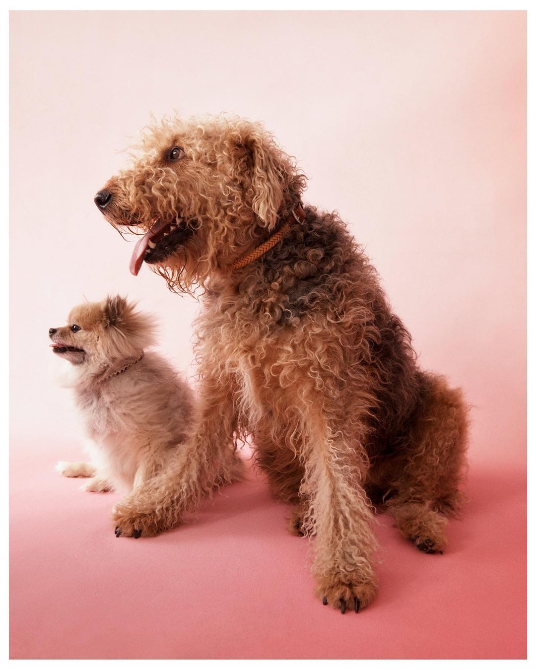 Two dogs, an Airedale Terrier and a small breed, sit together on a pink background in a portrait shot. The larger dog is in focus.