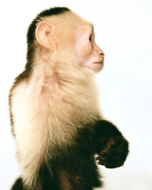 Close-up studio shot of a white-faced capuchin monkey in profile, showing its fur, face, dark tail, and hands against a white background.