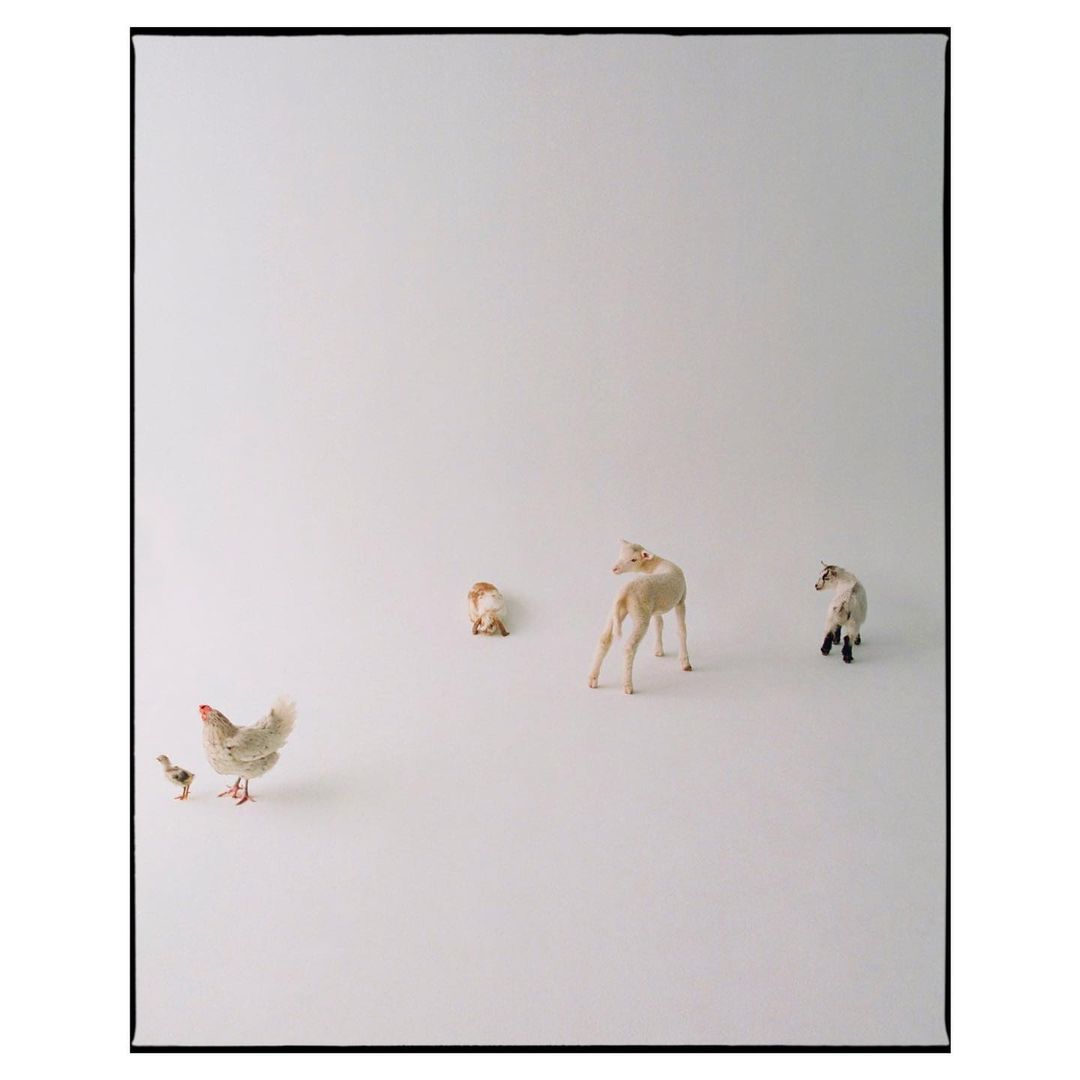 Low-angle studio shot of a hen and chick near three toy sheep, set against a stark white backdrop in an indoor studio environment.