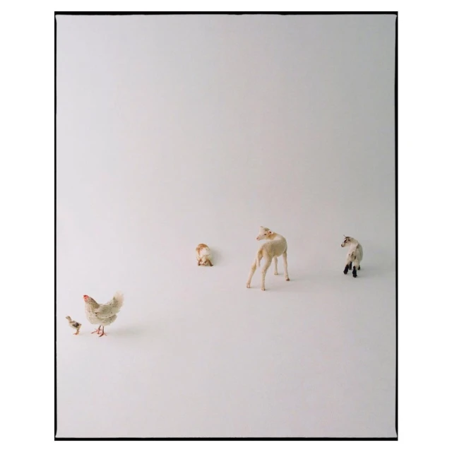Low-angle studio shot of a hen and chick near three toy sheep, set against a stark white backdrop in an indoor studio environment.