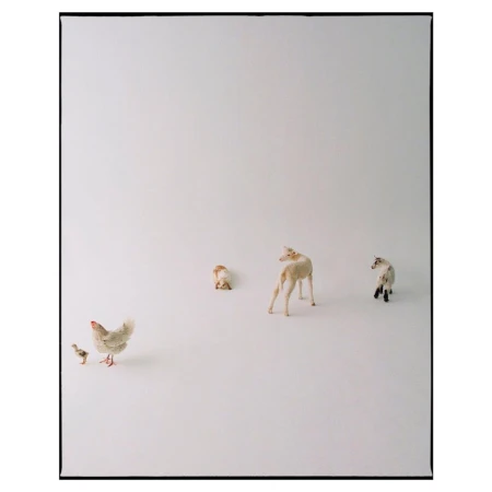 Low-angle studio shot of a hen and chick near three toy sheep, set against a stark white backdrop in an indoor studio environment.