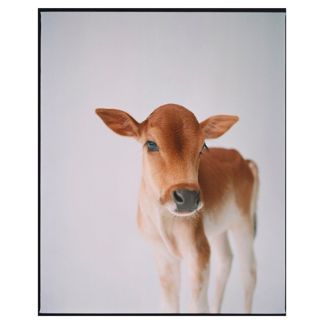 Close-up portrait of a light-brown calf standing in a photo studio with a bright white background, featuring its face and upper body.