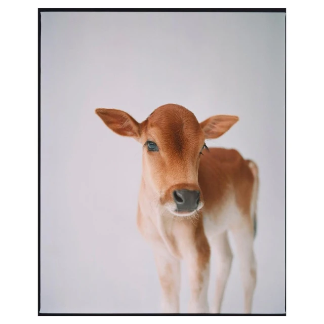 Close-up portrait of a light-brown calf standing in a photo studio with a bright white background, featuring its face and upper body.