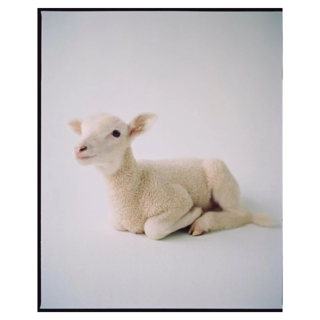 Portrait of a lamb resting on a white surface, showcasing its soft, woolly texture and delicate features against a plain background.