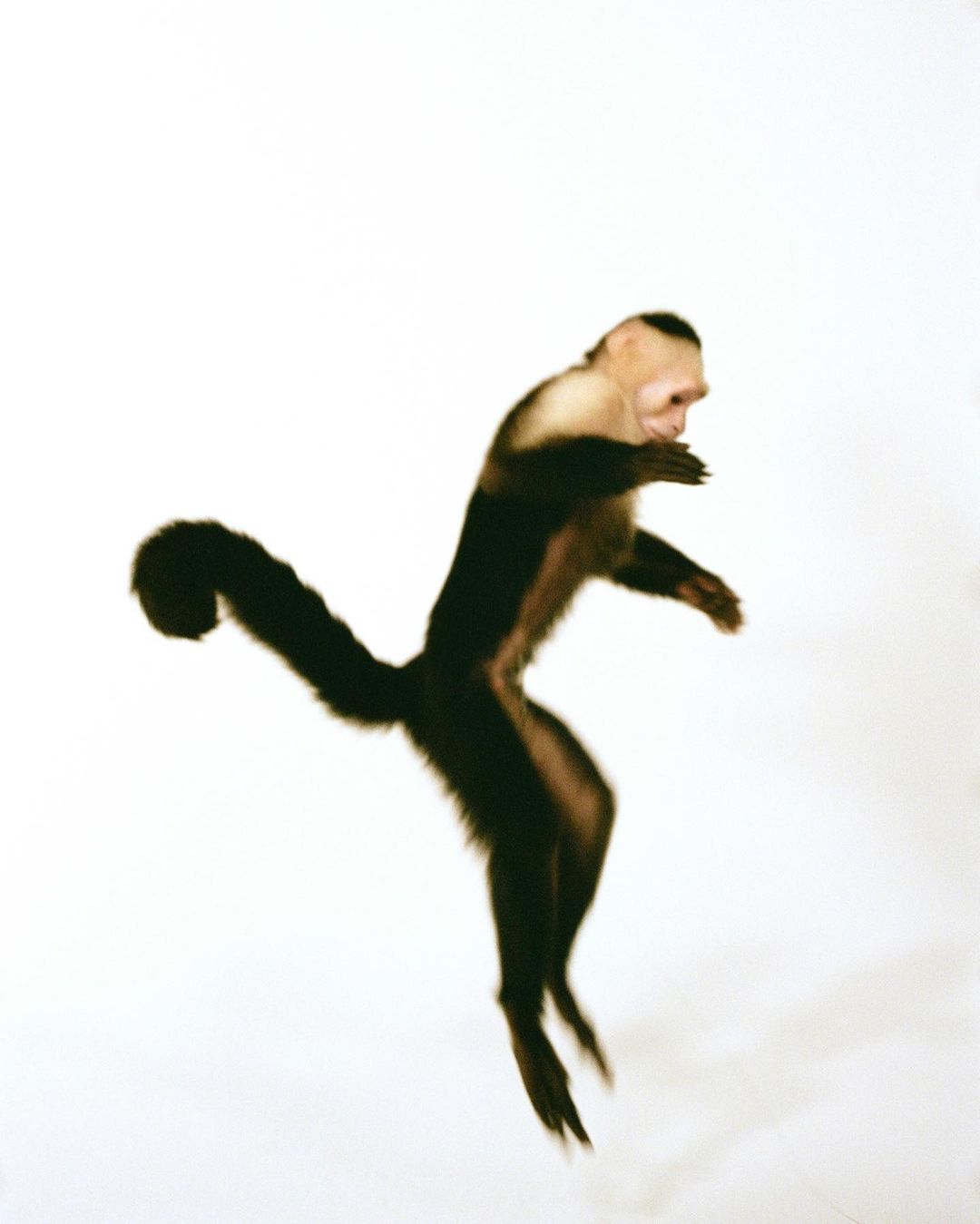 A light-skinned capuchin monkey is captured mid-air in a dynamic full shot, set against a white backdrop. The monkey's dark fur is prominent.