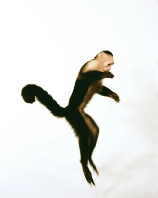 A light-skinned capuchin monkey is captured mid-air in a dynamic full shot, set against a white backdrop. The monkey's dark fur is prominent.
