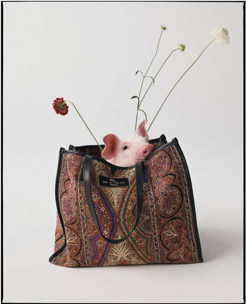 Piglet peers out of a patterned Etro tote bag next to red and white flowers on a white background, in a studio photograph.