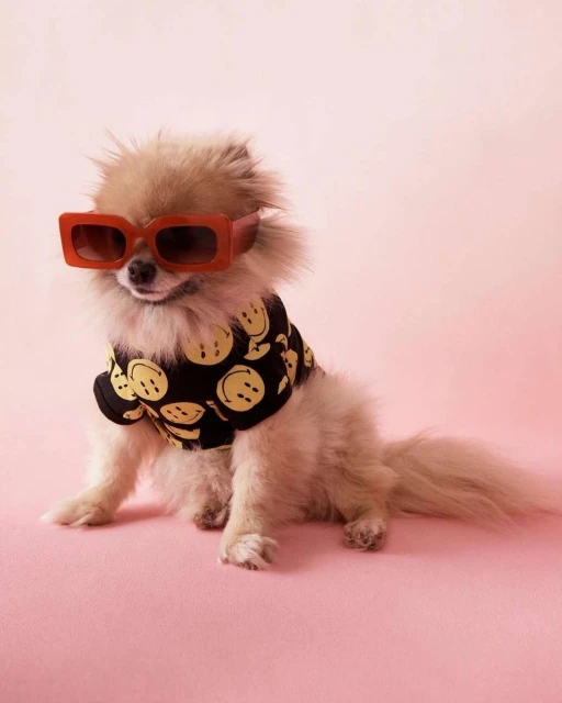 A fluffy Pomeranian dog wearing square-framed sunglasses and a black smiley-face shirt sits on a light pink backdrop, facing the camera.