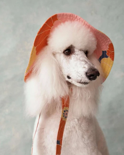 Elegant white poodle wearing a vintage-style floral bonnet, presented in a charming, soft-focus portrait on a muted backdrop.