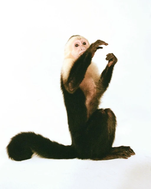 Capuchin monkey with white face and dark fur sits upright, hands raised, in a photo studio with white background.