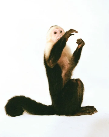 Capuchin monkey with white face and dark fur sits upright, hands raised, in a photo studio with white background.