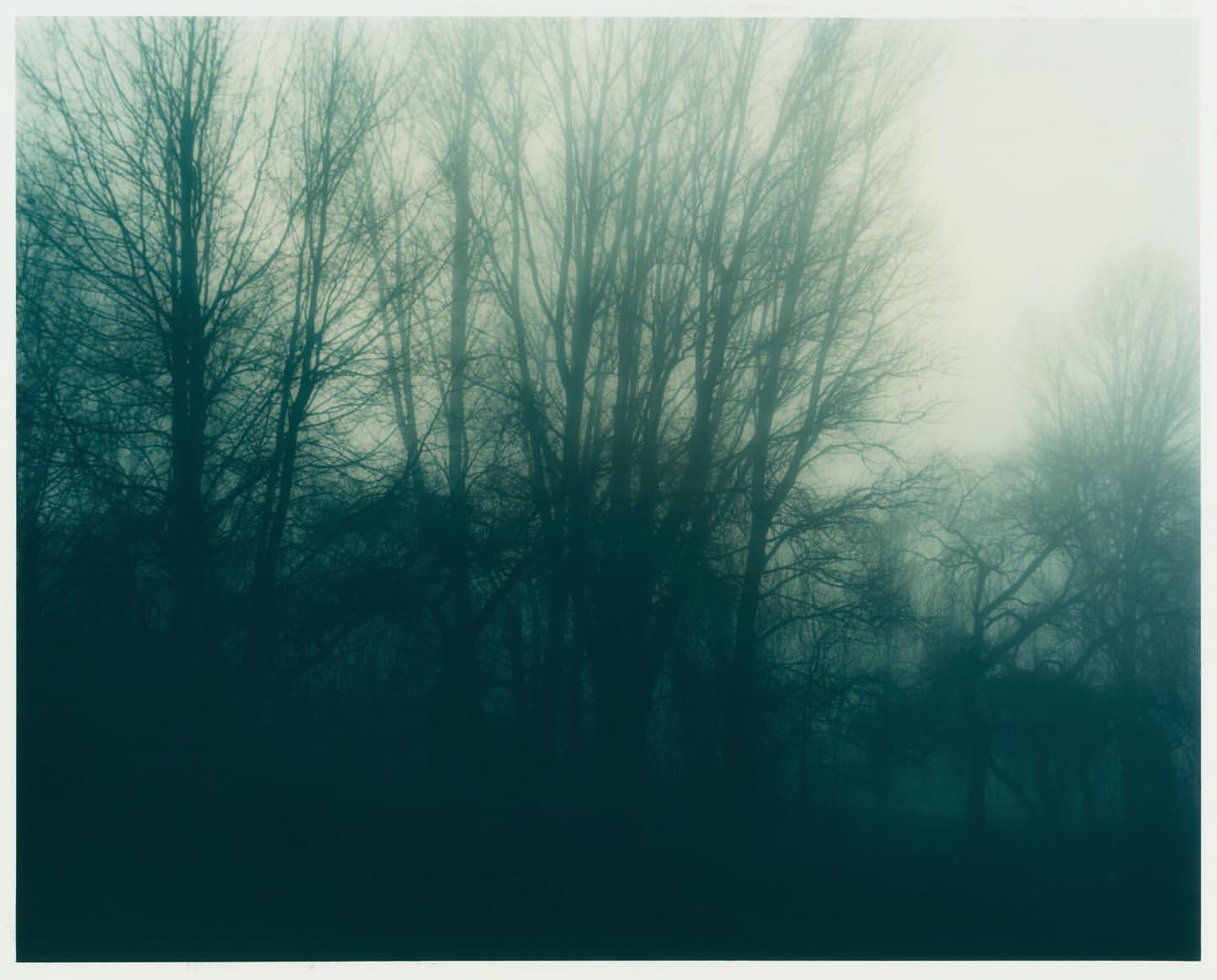 Misty forest landscape featuring trees with bare branches shrouded in heavy fog, creating an atmospheric nature scene with a muted color palette.