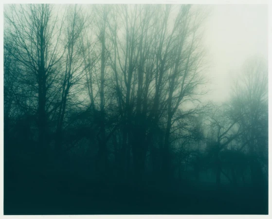 Misty forest landscape featuring trees with bare branches shrouded in heavy fog, creating an atmospheric nature scene with a muted color palette.