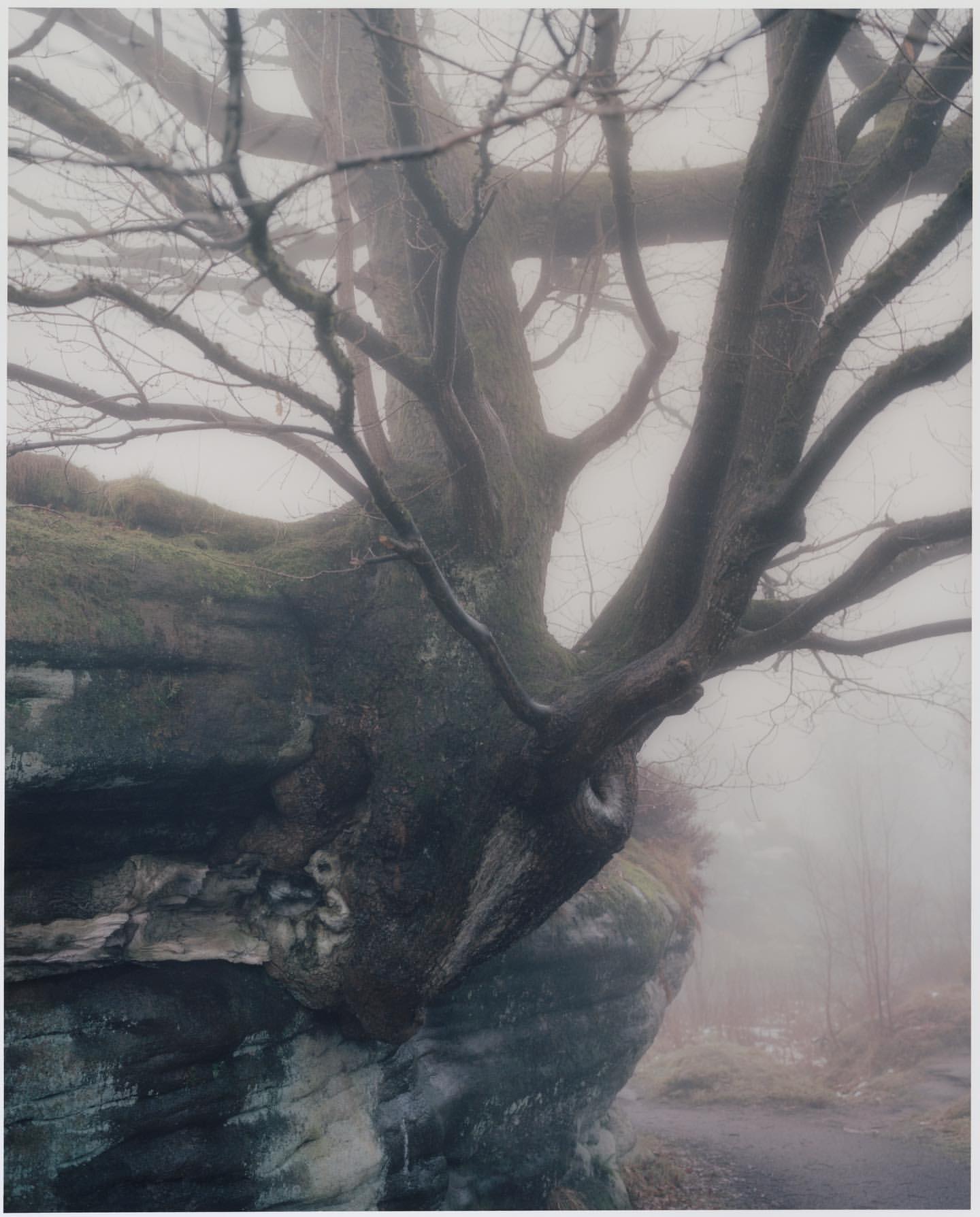 A large tree growing out of a mossy rock face, shrouded in mist. The branches reach out into the fog, creating a surreal scene.