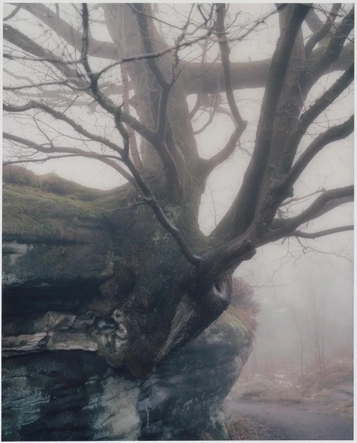 A large tree growing out of a mossy rock face, shrouded in mist. The branches reach out into the fog, creating a surreal scene.