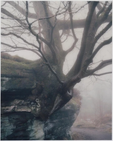 A large tree growing out of a mossy rock face, shrouded in mist. The branches reach out into the fog, creating a surreal scene.