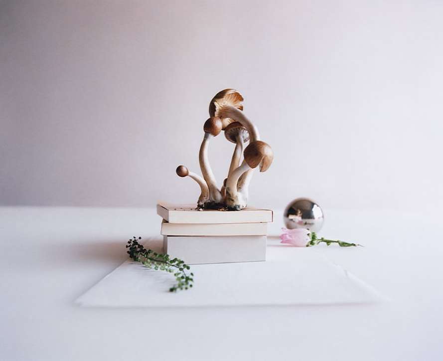 Still life photograph featuring a cluster of mushrooms atop a stack of books, accompanied by a silver sphere, a single tulip, and greenery.