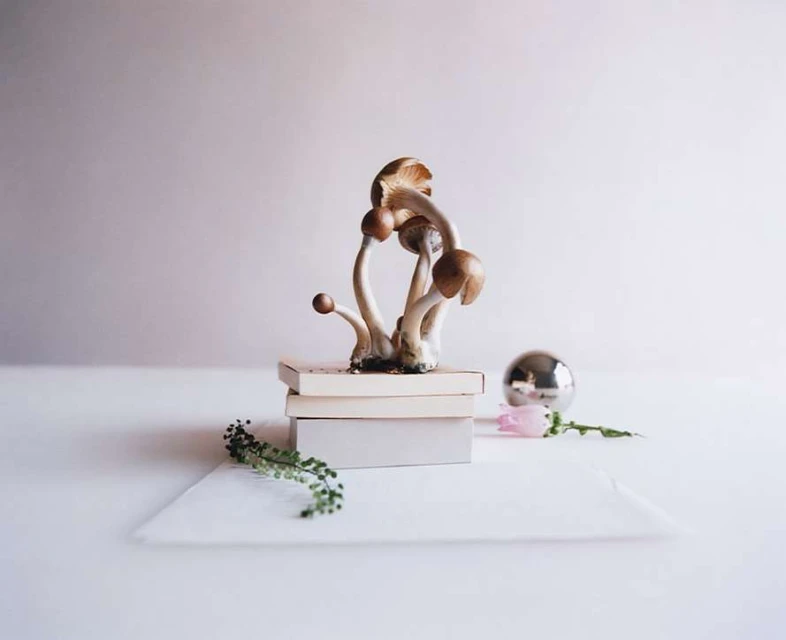 Still life photograph featuring a cluster of mushrooms atop a stack of books, accompanied by a silver sphere, a single tulip, and greenery.