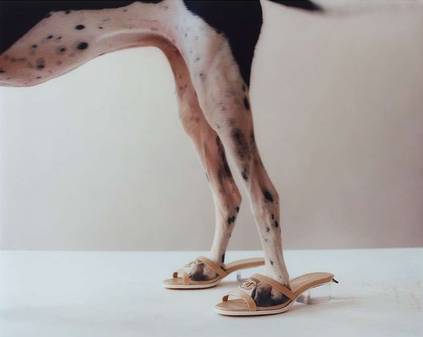 A dog's hind legs and paws wearing beige high-heeled sandals against a plain white backdrop in a humorous and unexpected composition.
