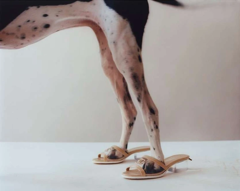A dog's hind legs and paws wearing beige high-heeled sandals against a plain white backdrop in a humorous and unexpected composition.