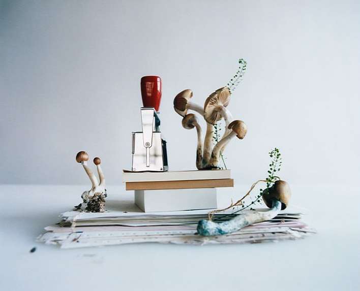 Still life photograph featuring mushrooms arranged with a red stamp, atop a stack of papers and books, against a neutral backdrop.