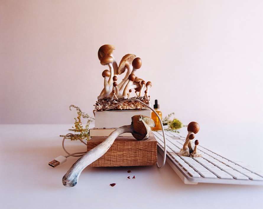 Still life of mushrooms atop books and a keyboard against a pale pink background, creating a surreal juxtaposition of nature and technology.